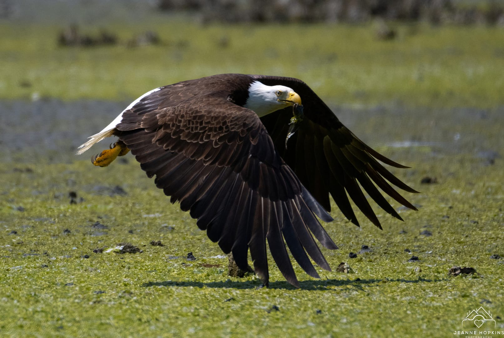 Eagle Photography in Puget Sound: A Journey with Nikon Z50 - Jeanne
