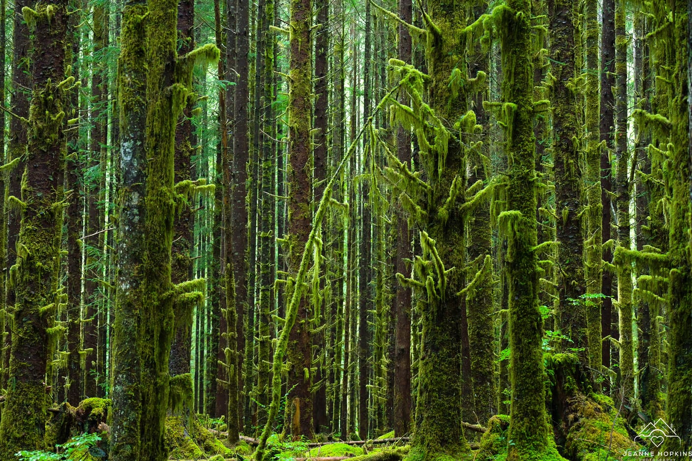 Olympic Forest Treeline - Jeanne Hopkins Photography